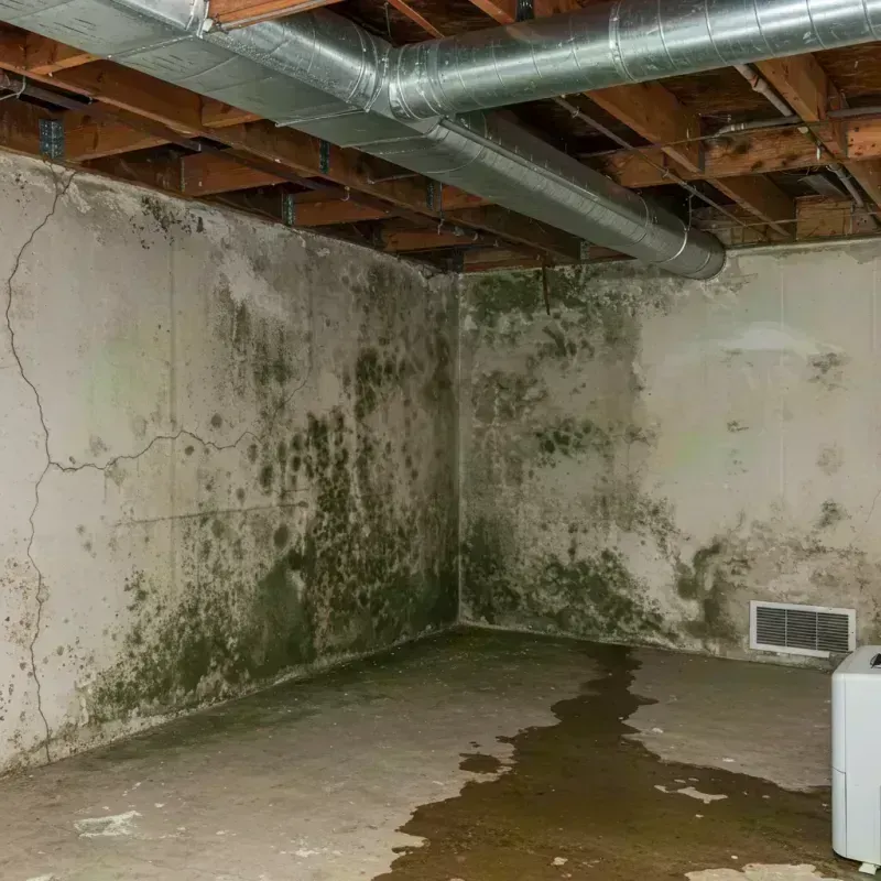 Professional Mold Removal in Niwot, CO